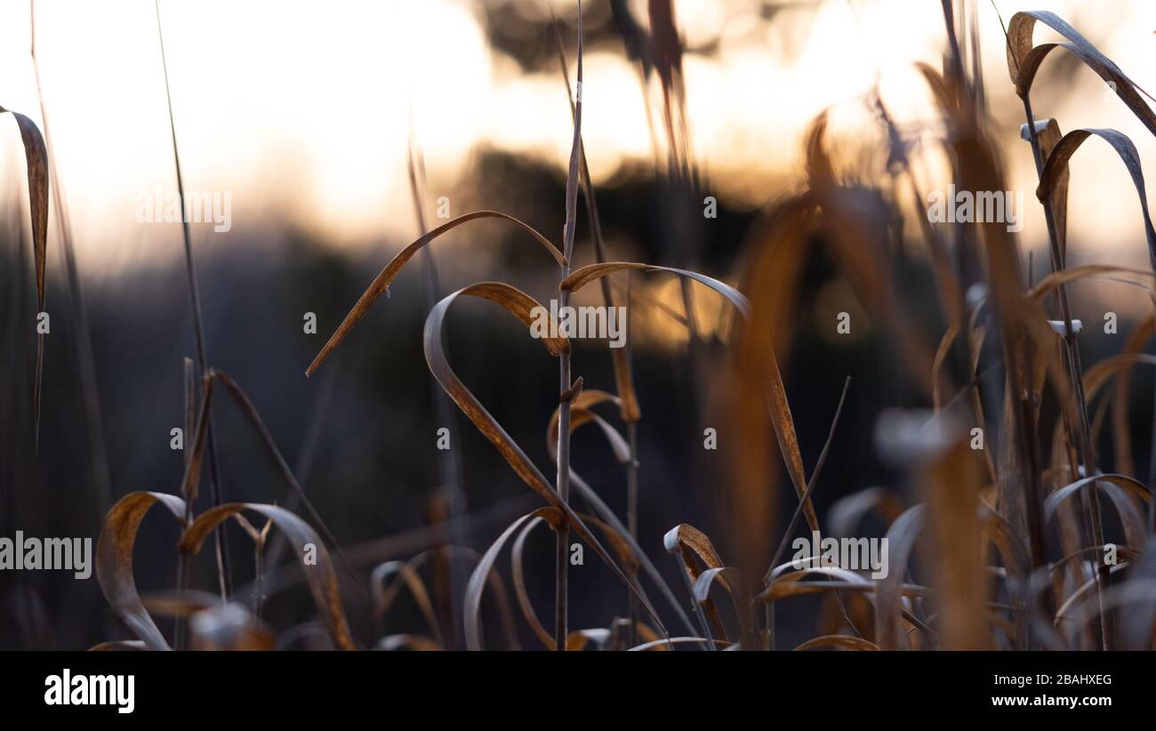 Field of dormant reed canary grass at sunset Stock Photo