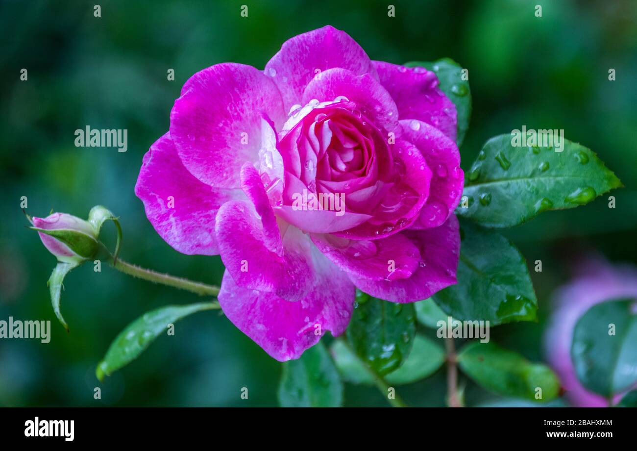 Single pink rose in soft hi-res stock photography and images - Alamy