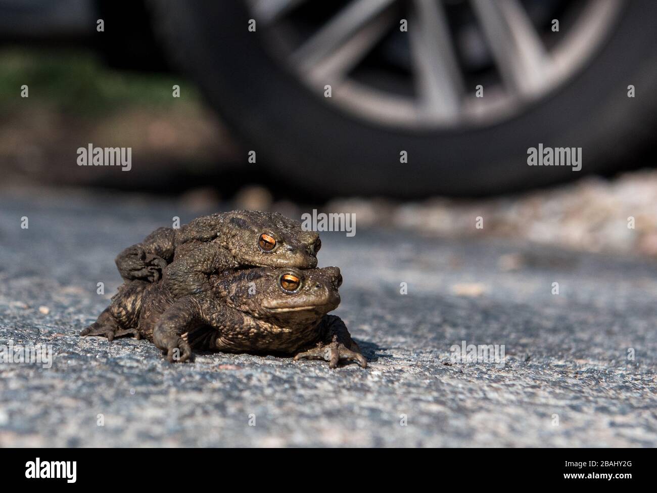 the death of a toad