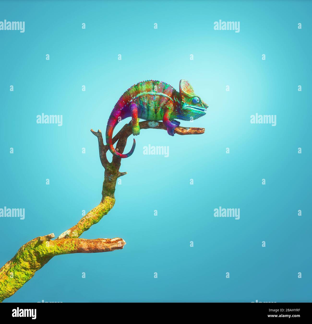 Colorful chameleon on a branch isolated on blue background. This is a 3d render illustration . Stock Photo