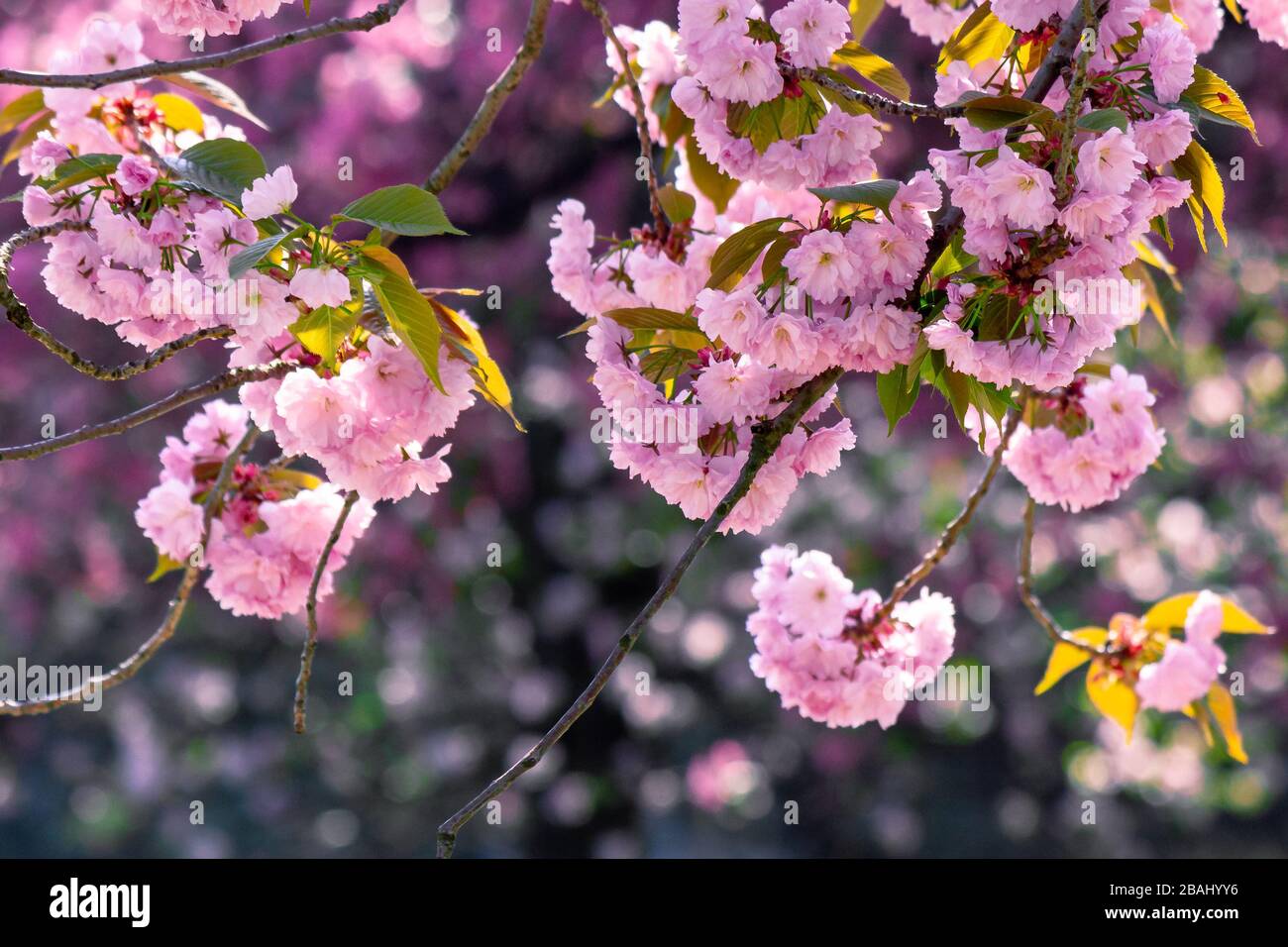 pink cherry blossom close up on the branch. beaty of japanese sakura ...