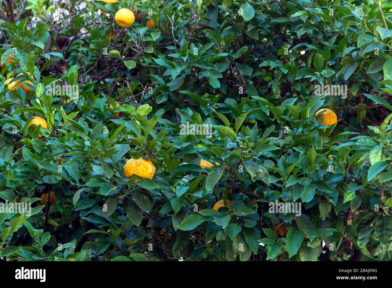 wild orange trees with fruit Stock Photo Alamy