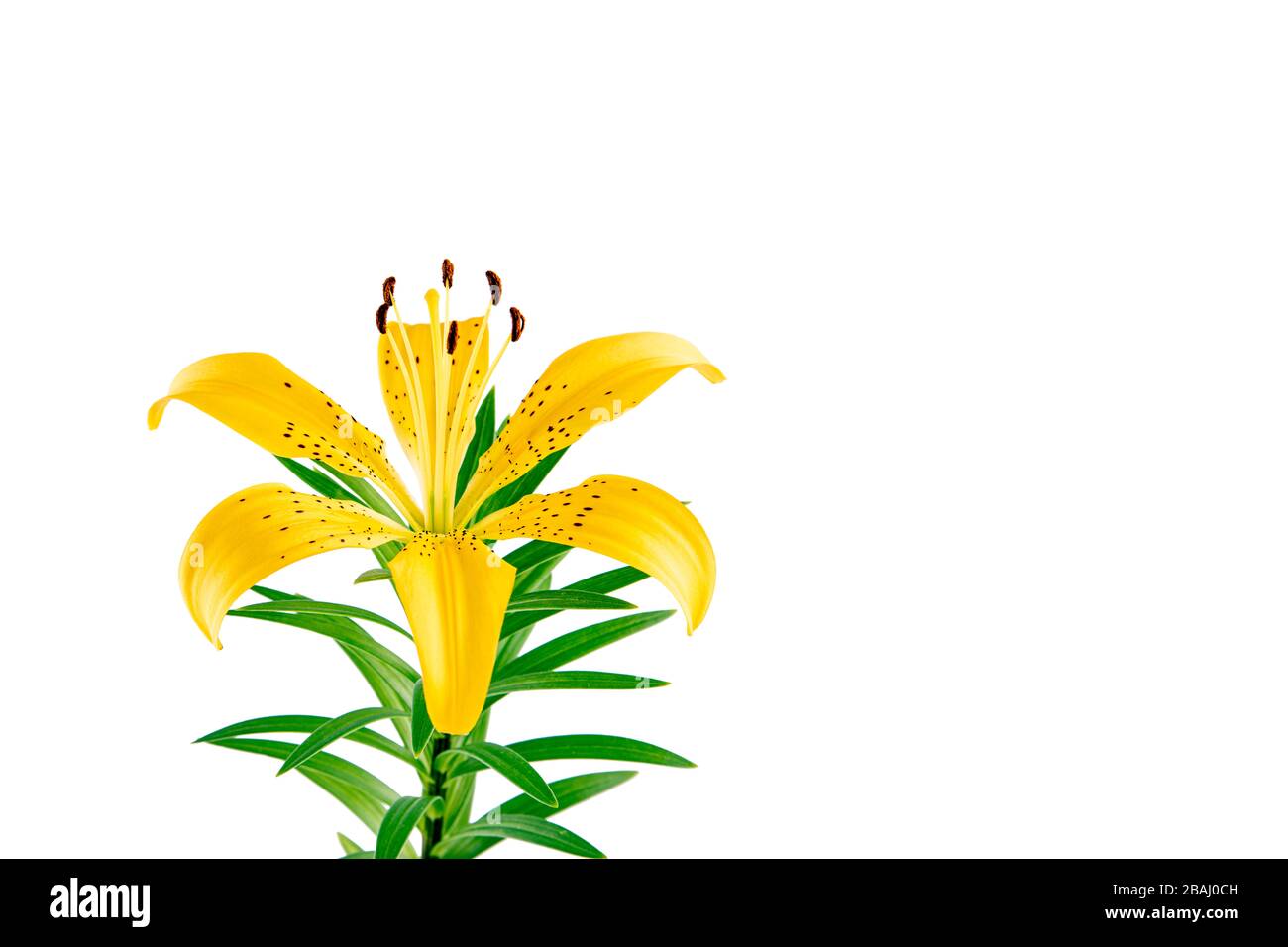 yellow Lily flower isolated on white background Stock Photo - Alamy