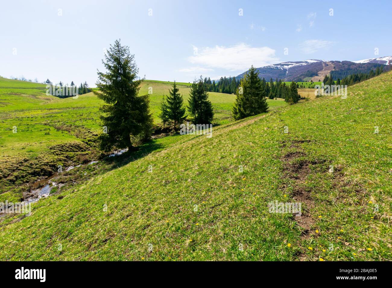 valley of borzhava mountain ridge in springtime. small brook among ...