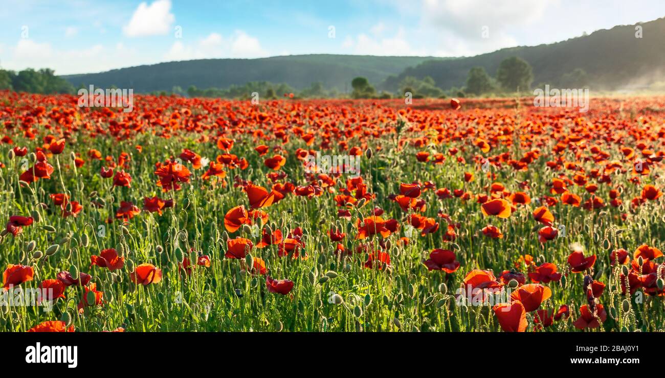 red poppy flower field in the mountains. beautiful nature scenery in summer afternoon Stock Photo