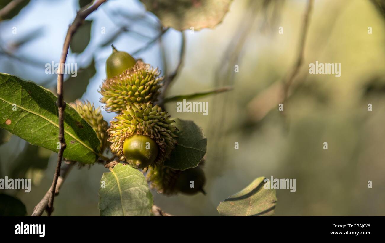 Isolated close up macro of acorns on an oak tree during Autumn - Jerusalem Israel Stock Photo
