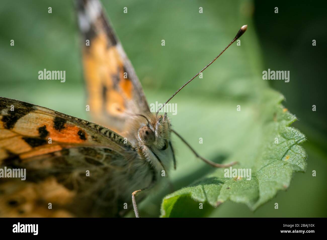 Isolated macro of a monarch butterfly in the wild- Israel Stock Photo