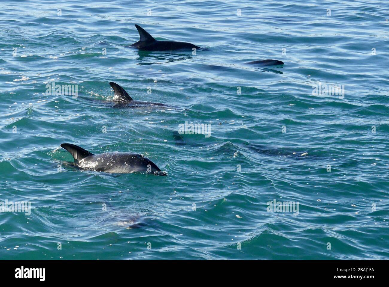 Small pod of Dusky Dolphins (Lagenorhynchus obscurus) surfacing off the coast of Kaikoura Stock Photo