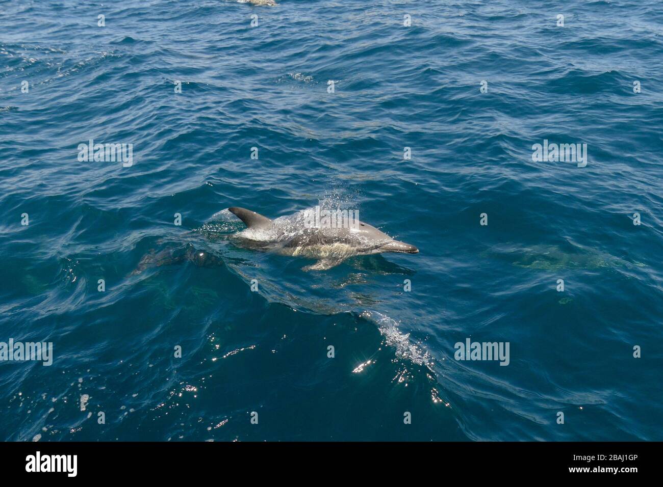Single Common Dolphin (Delphinus delphis) surfacing in the Bay of Islands, New Zealand Stock Photo