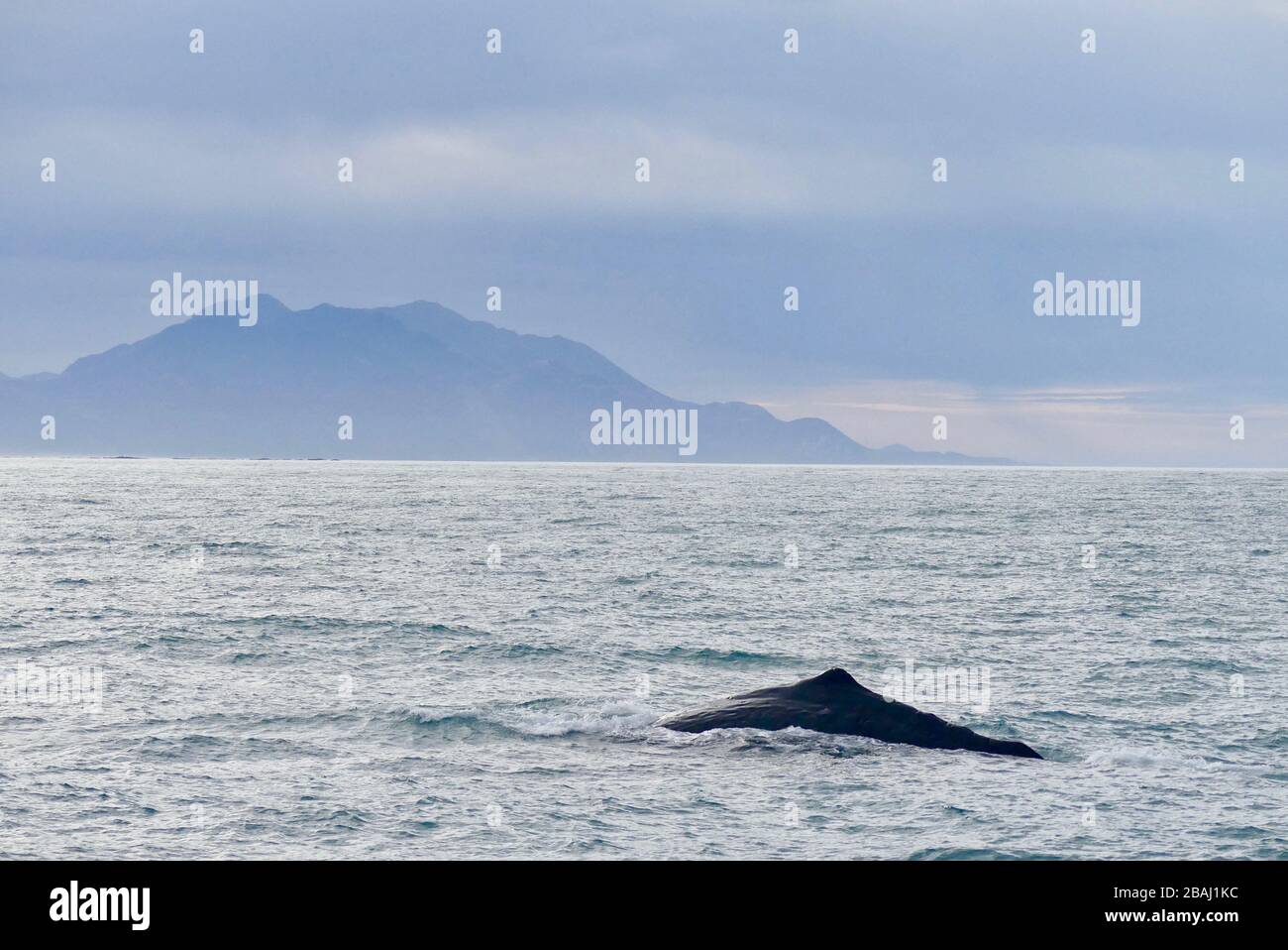 Sperm Whale (Physeter macrocephalus) diving off the coast of Kaikoura with mountains backdrop Stock Photo