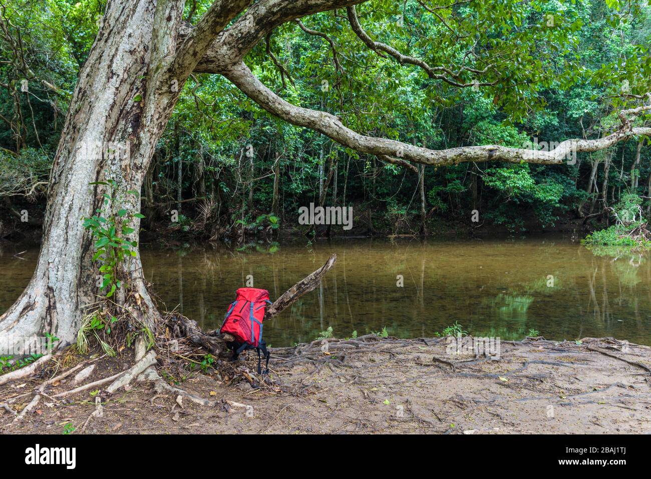 A view of flowing freshwater stream in a lush, pristine tropical rainforest in Cairns with an ecotourist, with a red pack standing on the bank. Stock Photo