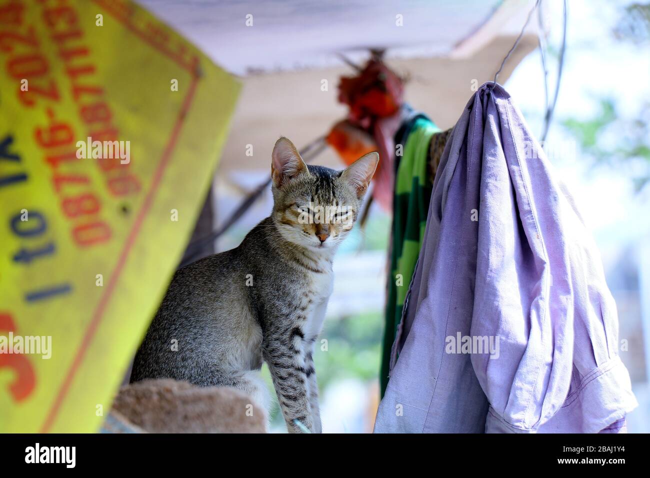 Light up animals hi-res stock photography and images - Alamy