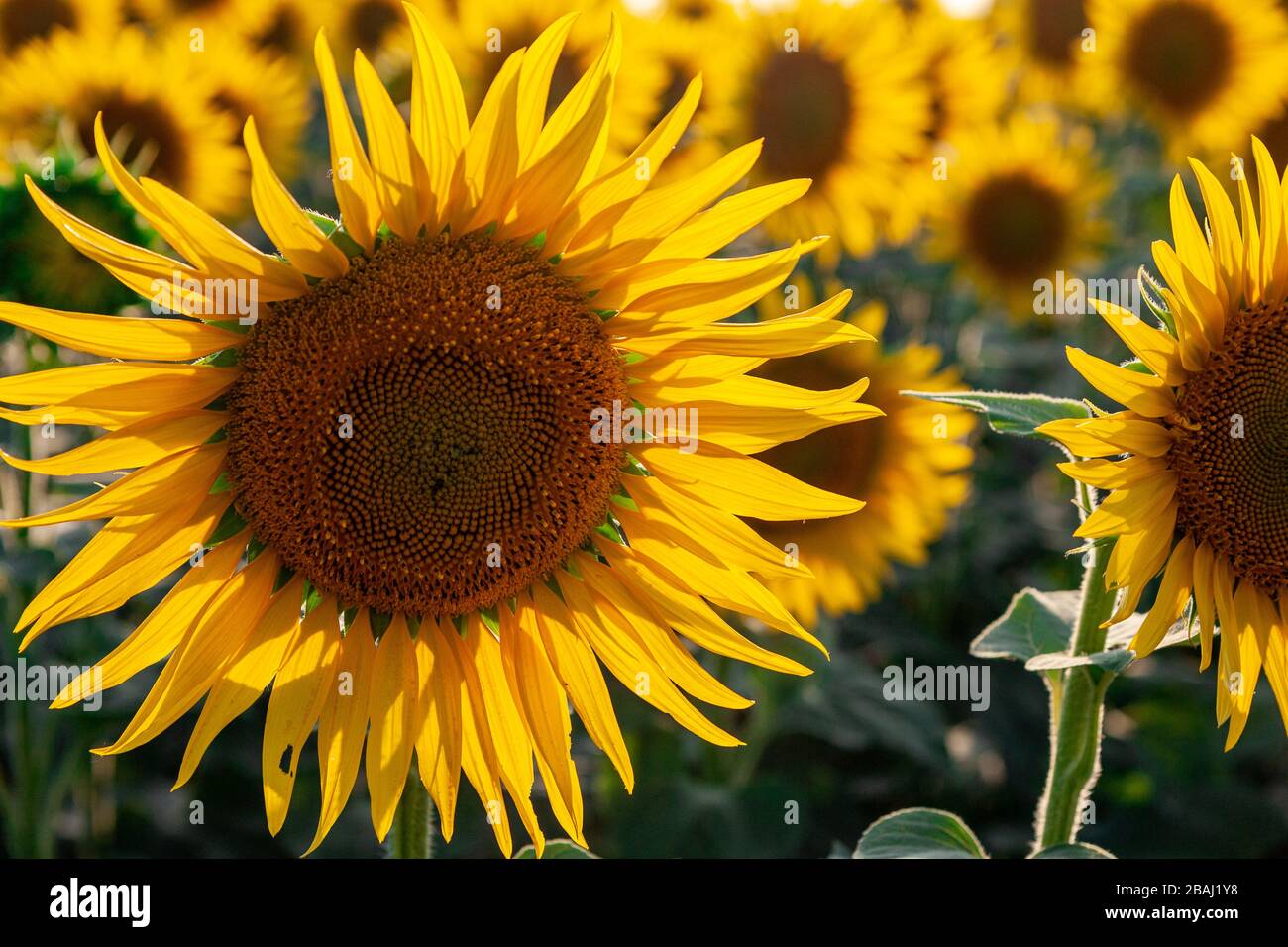 Blooming sunflower in a field with bright yellow petals against other ...