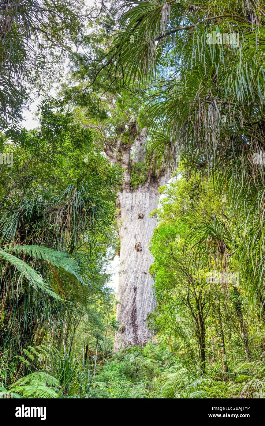 Tane Mahuta, also called Lord or God of the Forest, is a giant kauri tree (Agathis australis) in the Waipoua Forest of Northland Region, New Zealand. Stock Photo