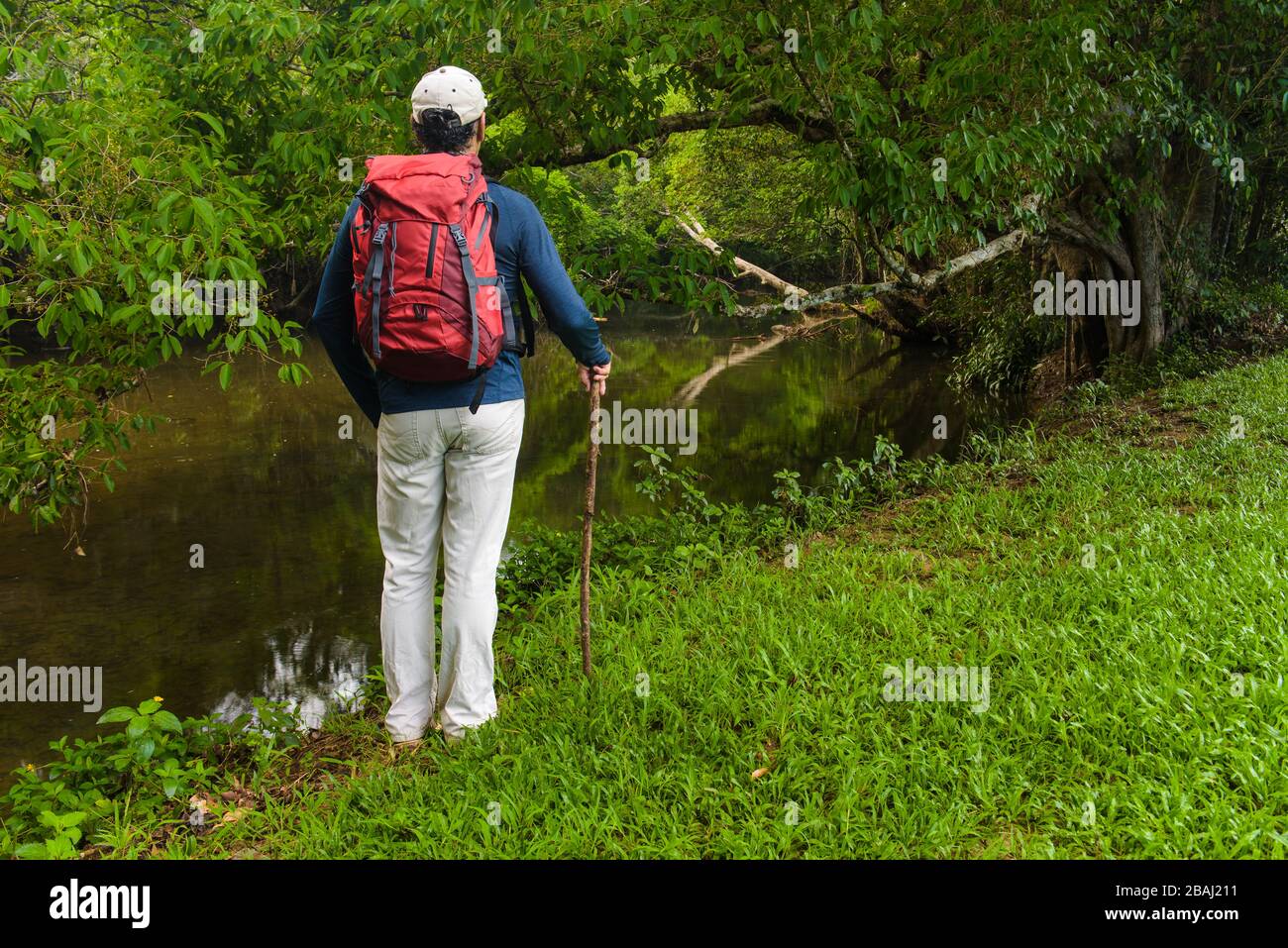 A view of a male ecotourist with a red backpack standing beside a freshwater creek in a tropical rainforest environment in Far North Queensland. Stock Photo