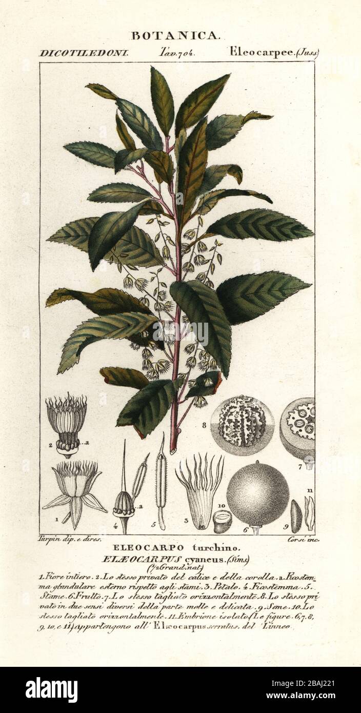 Blueberry ash, Elaeocarpus cyaneus, Eleocarpus turchino. Handcoloured copperplate stipple engraving from Antoine Laurent de Jussieu's Dizionario delle Scienze Naturali, Dictionary of Natural Science, Florence, Italy, 1837. Illustration engraved by Corsi, drawn and directed by Pierre Jean-Francois Turpin, and published by Batelli e Figli. Turpin (1775-1840) is considered one of the greatest French botanical illustrators of the 19th century. Stock Photo