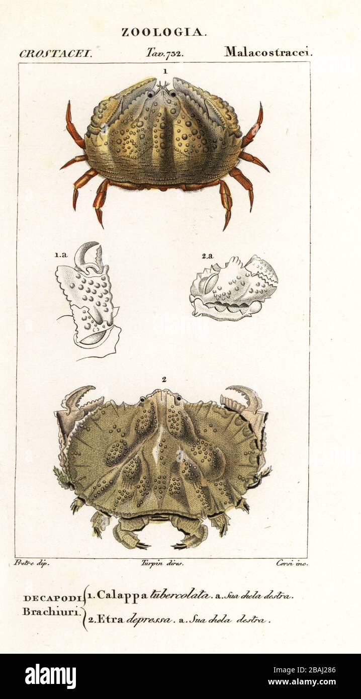 Box crab or shame-faced crab, Calappa tuberculata 1, and Aethra crab, Aethra scruposa 2. Calappa tubercolata, Etra depressa. Handcoloured copperplate stipple engraving from Antoine Laurent de Jussieu's Dizionario delle Scienze Naturali, Dictionary of Natural Science, Florence, Italy, 1837. Illustration engraved by Corsi, drawn and directed by Pierre Jean-Francois Turpin, and published by Batelli e Figli. Turpin (1775-1840) is considered one of the greatest French botanical illustrators of the 19th century. Stock Photo