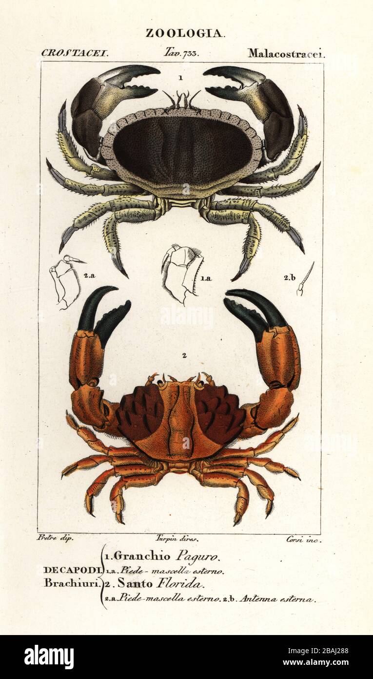 Edible crab or brown crab, Cancer pagurus 1, and furrowed crab or Montagu’s crab, Xantho hydrophilus 2. Granchio Paguro, Santo Florida. Handcoloured copperplate stipple engraving from Antoine Laurent de Jussieu's Dizionario delle Scienze Naturali, Dictionary of Natural Science, Florence, Italy, 1837. Illustration engraved by Corsi, drawn by Jean Gabriel Pretre and directed by Pierre Jean-Francois Turpin, and published by Batelli e Figli. Turpin (1775-1840) is considered one of the greatest French botanical illustrators of the 19th century. Stock Photo