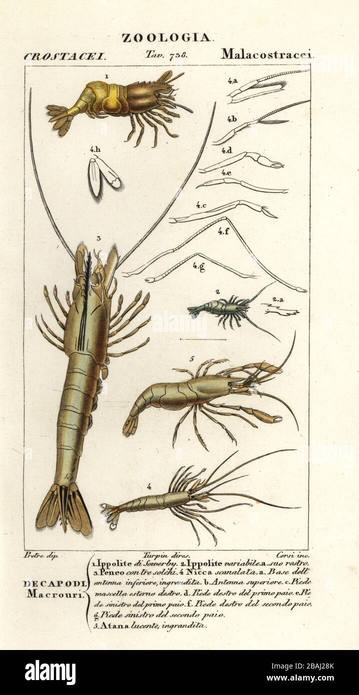 Species of shrimp. Spirontocaris spinus 1, Hippolyte variabilis 2, Penaeus species 3, Processa canaliculata 4, Athanas nitescens 5. Ippolite di Sowerby, Ippolite variabile, Peneo contre solchi, Nicca scanalata, Atana lucente. Handcoloured copperplate stipple engraving from Antoine Laurent de Jussieu's Dizionario delle Scienze Naturali, Dictionary of Natural Science, Florence, Italy, 1837. Illustration engraved by Corsi, drawn by Jean Gabriel Pretre and directed by Pierre Jean-Francois Turpin, and published by Batelli e Figli. Turpin (1775-1840) is considered one of the greatest French botanica Stock Photo