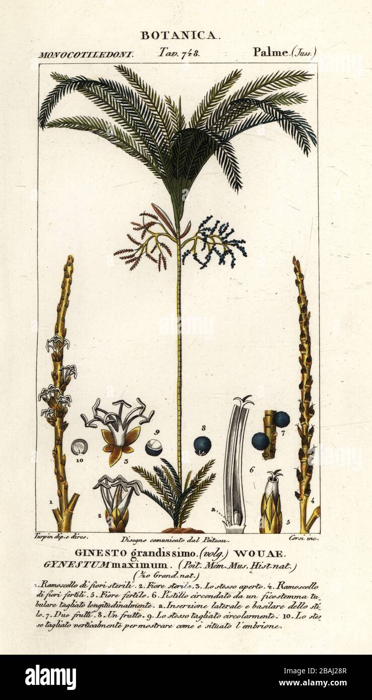 Palm tree, Geonoma maxima. (Gynestum maximum, Ginesto grandissimo, Wouae.) Handcoloured copperplate stipple engraving from Antoine Laurent de Jussieu's Dizionario delle Scienze Naturali, Dictionary of Natural Science, Florence, Italy, 1837. Illustration engraved by Corsi, drawn and directed by Pierre Jean-Francois Turpin, and published by Batelli e Figli. Turpin (1775-1840) is considered one of the greatest French botanical illustrators of the 19th century. Stock Photo