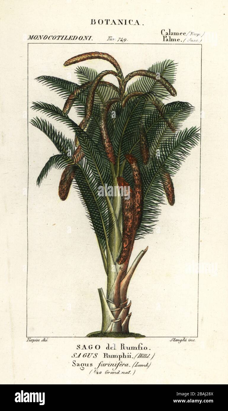 True sago palm, Metroxylon sagu. (Sagus rumphii, Sagus farinifera, Sago del rumfio.) Handcoloured copperplate stipple engraving from Antoine Laurent de Jussieu's Dizionario delle Scienze Naturali, Dictionary of Natural Science, Florence, Italy, 1837. Illustration engraved by Corsi, drawn and directed by Pierre Jean-Francois Turpin, and published by Batelli e Figli. Turpin (1775-1840) is considered one of the greatest French botanical illustrators of the 19th century. Stock Photo