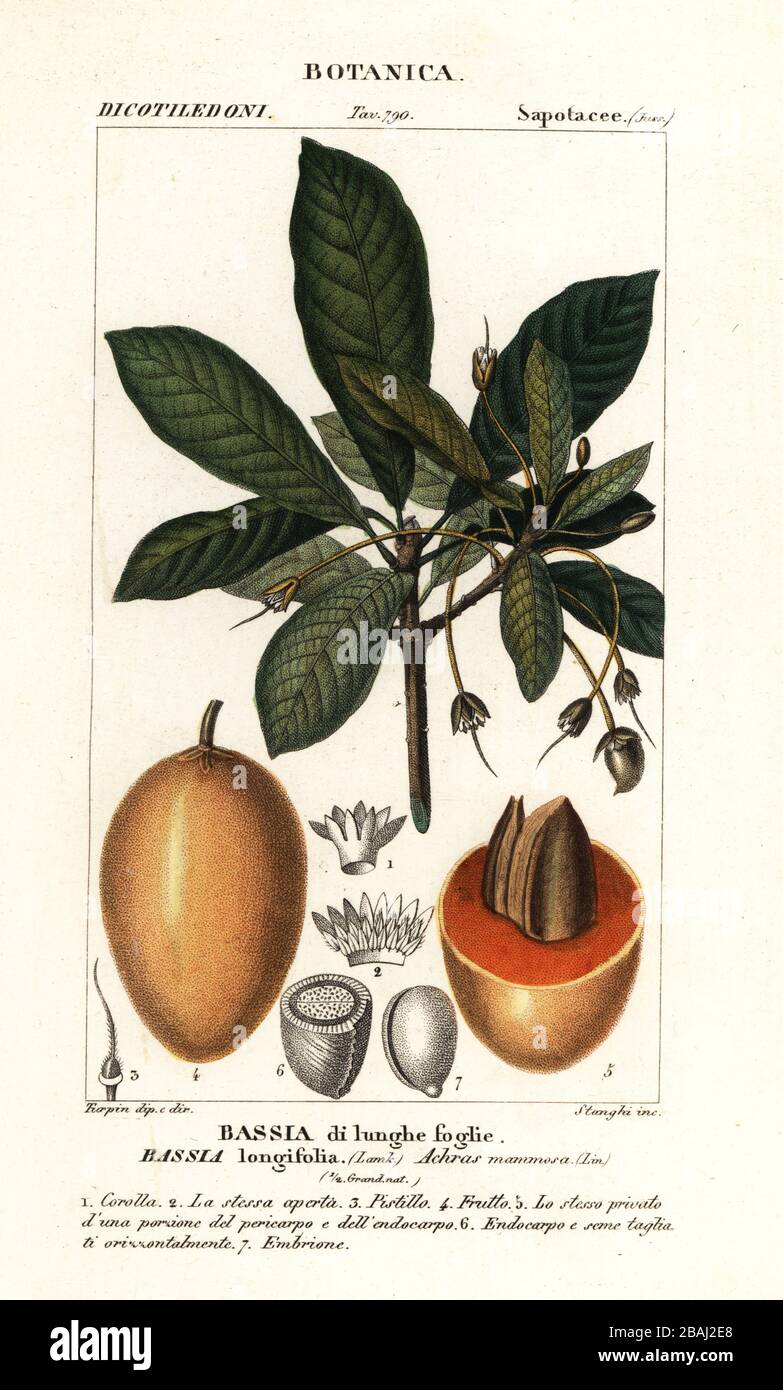 Mahuwa tree, Madhuca longifolia. (Bassia longifolia, Bassia di lunghe foglie.)  Handcoloured copperplate stipple engraving from Antoine Laurent de Jussieu's Dizionario delle Scienze Naturali, Dictionary of Natural Science, Florence, Italy, 1837. Illustration engraved by Corsi, drawn and directed by Pierre Jean-Francois Turpin, and published by Batelli e Figli. Turpin (1775-1840) is considered one of the greatest French botanical illustrators of the 19th century. Stock Photo