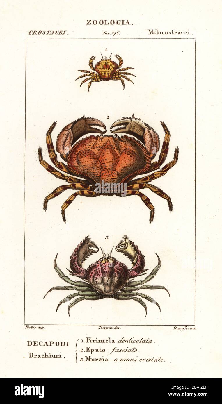 Pirimela denticulata 1, Hepatus pudibundus 2, and Mursia bicristimana 3. Pirimela denticolata, Epato fasciato, Mursia a mani cristate. Handcoloured copperplate stipple engraving from Antoine Laurent de Jussieu's Dizionario delle Scienze Naturali, Dictionary of Natural Science, Florence, Italy, 1837. Illustration engraved by Stanghi, drawn by Jean Gabriel Pretre and directed by Pierre Jean-Francois Turpin, and published by Batelli e Figli. Turpin (1775-1840) is considered one of the greatest French botanical illustrators of the 19th century. Stock Photo