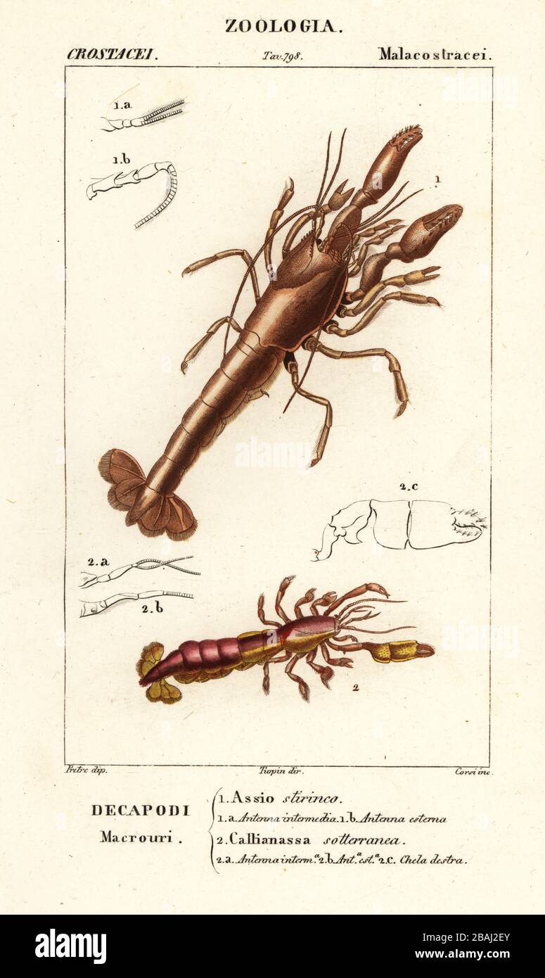 Mud lobster, Axius stirhynchus 1, and mud shrimp, Callianassa subterranea 2. Assio stirinco, Callianassa sotteranea. Handcoloured copperplate stipple engraving from Antoine Laurent de Jussieu's Dizionario delle Scienze Naturali, Dictionary of Natural Science, Florence, Italy, 1837. Illustration engraved by Corsi, drawn by Jean Gabriel Pretre and directed by Pierre Jean-Francois Turpin, and published by Batelli e Figli. Turpin (1775-1840) is considered one of the greatest French botanical illustrators of the 19th century. Stock Photo