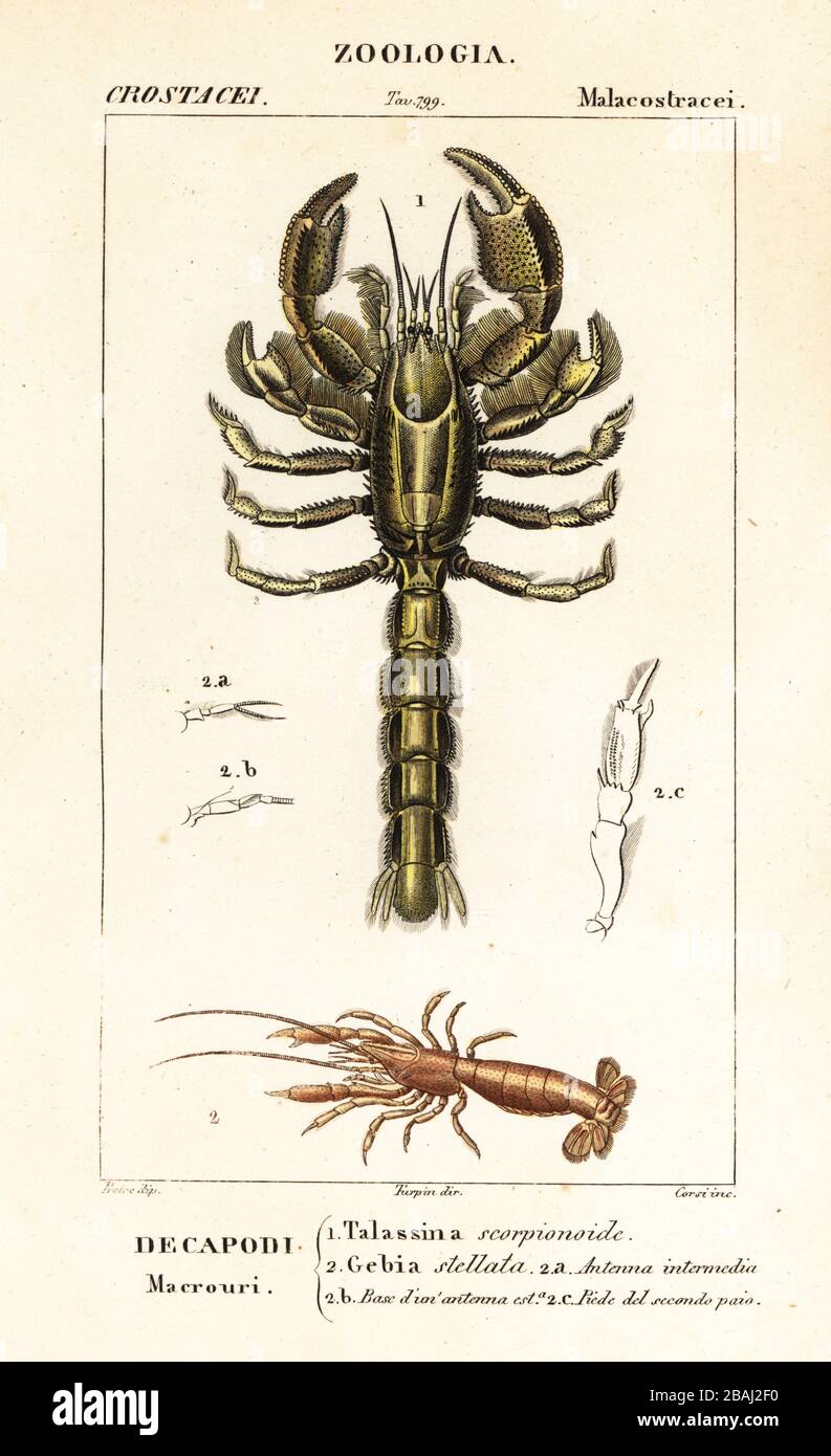 Mud lobster, Thalassina anomala 1, and mud shrimp, Upogebia stellata 2. Talassina scorpionoide, Gebia stellata. Handcoloured copperplate stipple engraving from Antoine Laurent de Jussieu's Dizionario delle Scienze Naturali, Dictionary of Natural Science, Florence, Italy, 1837. Illustration engraved by Corsi, drawn by Jean Gabriel Pretre and directed by Pierre Jean-Francois Turpin, and published by Batelli e Figli. Turpin (1775-1840) is considered one of the greatest French botanical illustrators of the 19th century. Stock Photo