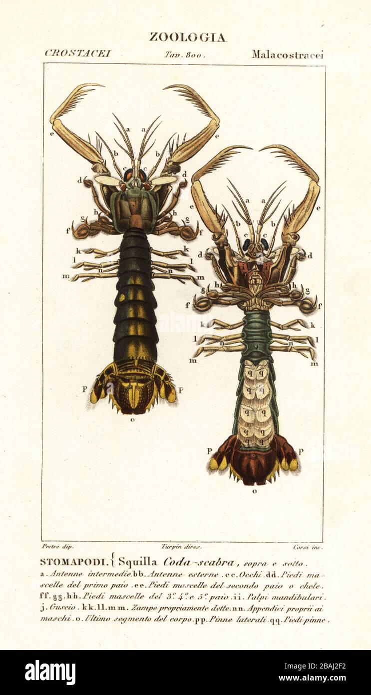 Mantis shrimp, Lysiosquilla scabricauda, dorsal and ventral. Stomapodi. Squilla coda-scabra. Handcoloured copperplate stipple engraving from Antoine Laurent de Jussieu's Dizionario delle Scienze Naturali, Dictionary of Natural Science, Florence, Italy, 1837. Illustration engraved by Corsi, drawn by Jean Gabriel Pretre and directed by Pierre Jean-Francois Turpin, and published by Batelli e Figli. Turpin (1775-1840) is considered one of the greatest French botanical illustrators of the 19th century. Stock Photo