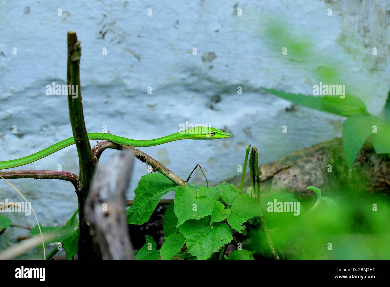A green snake or long nosed wipe snake or vine snake or reptile captured at my home, botanical name of reptile is ahaetulla nasuta. Stock Photo