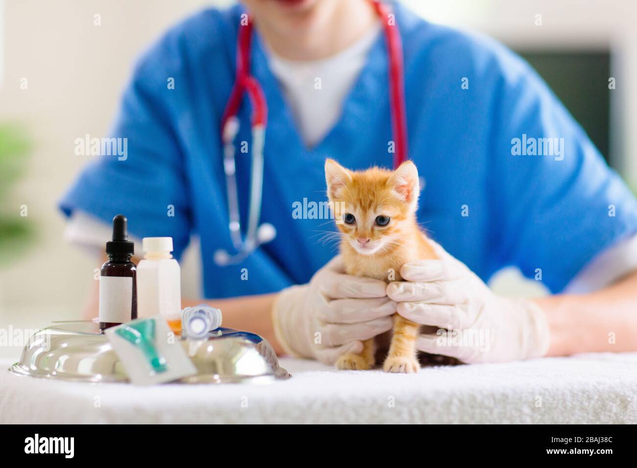 Vet examining cat. Kitten at veterinarian doctor. Animal clinic. Pet check up and vaccination. Health care for cats Stock Photo - Alamy Vet examining cat. Kitten at veterinarian doctor. Animal clinic. Pet check up and vaccination. Health care for cats Stock Photo - Alamy