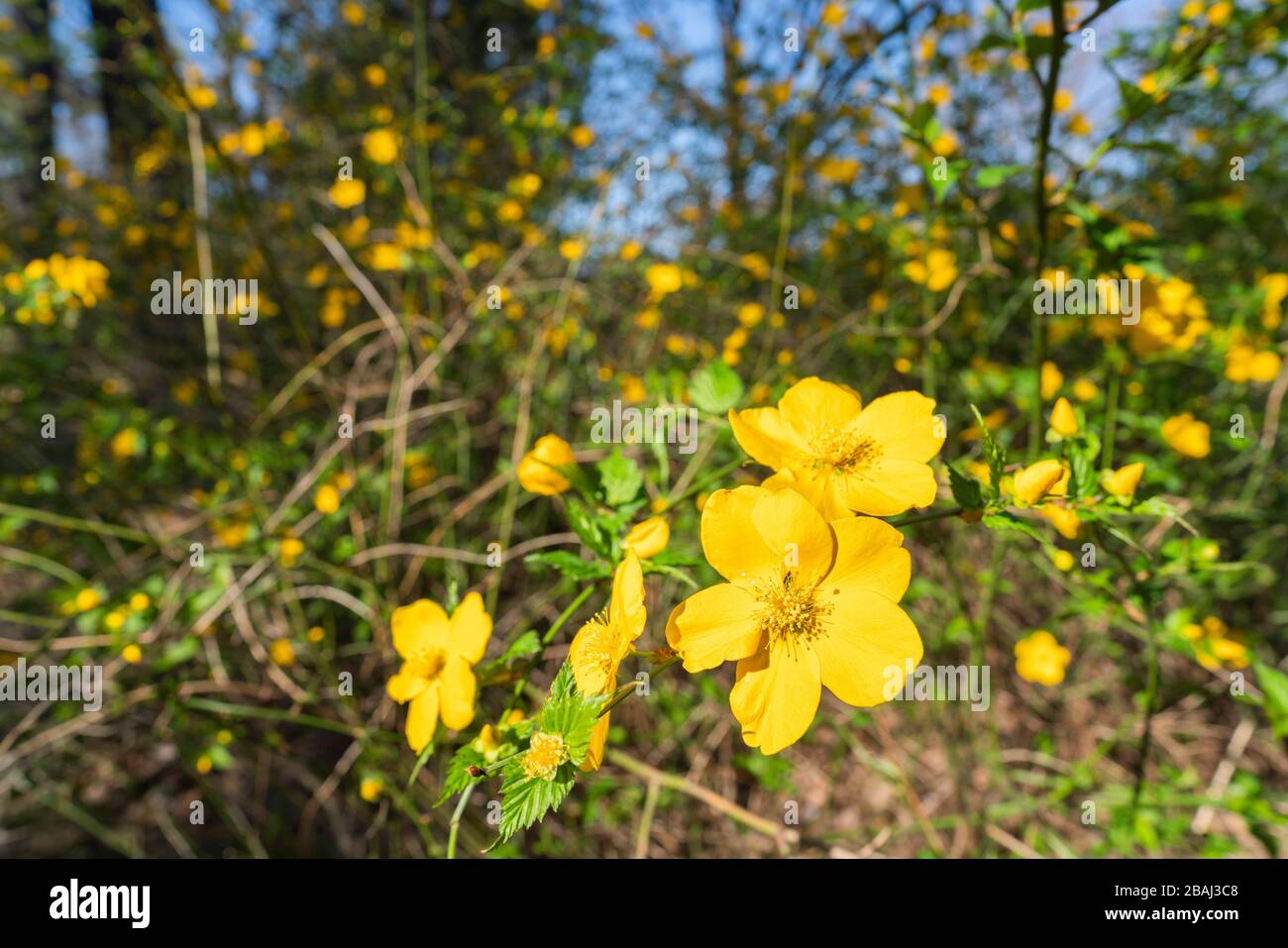 Japanese Marigold Bush Kerria Japonica Koganei Park Koganei City Tokyo Japan Stock Photo Alamy