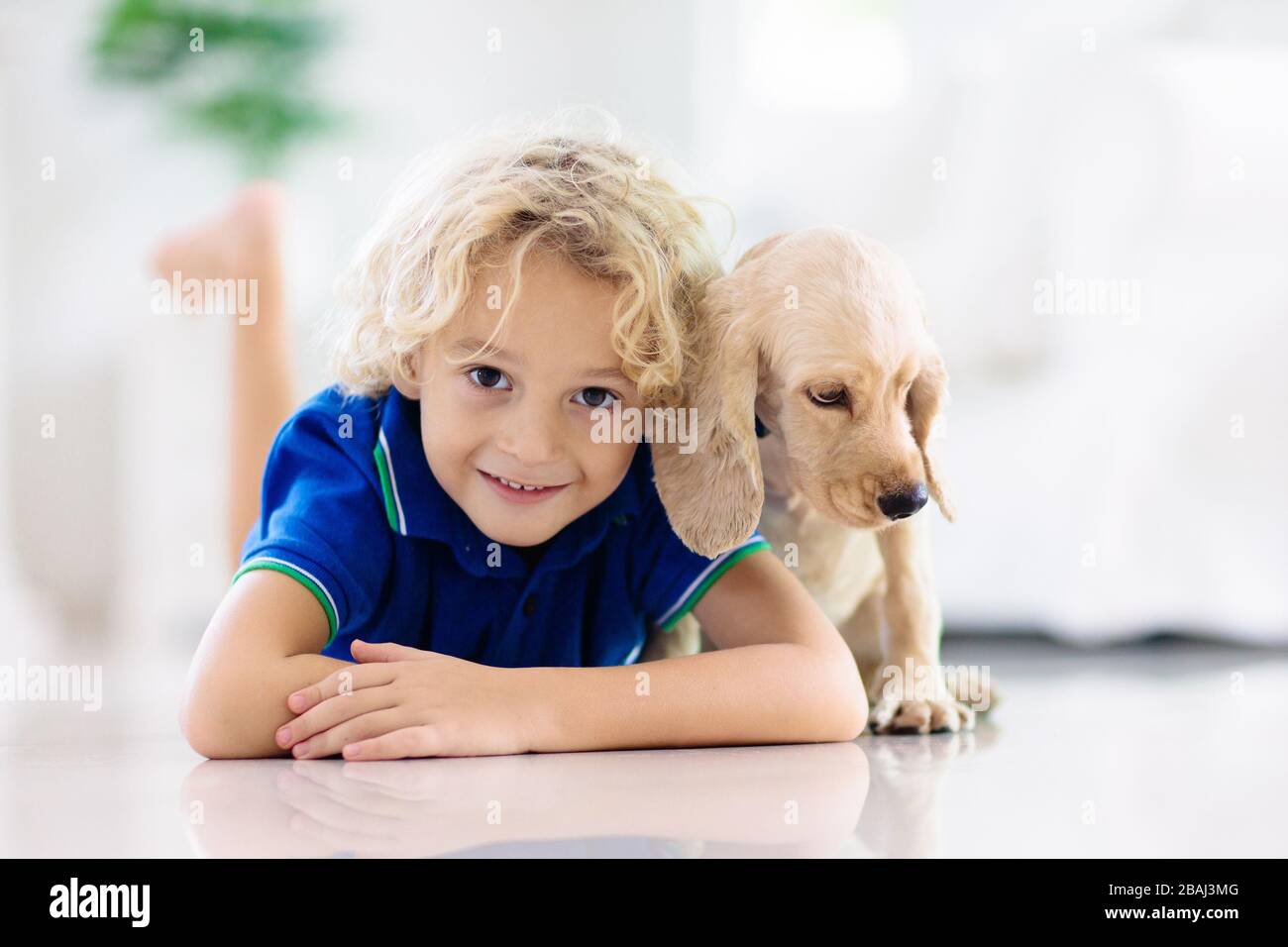 Child playing with baby dog. Kids play with puppy. Little boy and American cocker spaniel at couch at home. Children and pets at home. Kid sitting on Stock Photo
