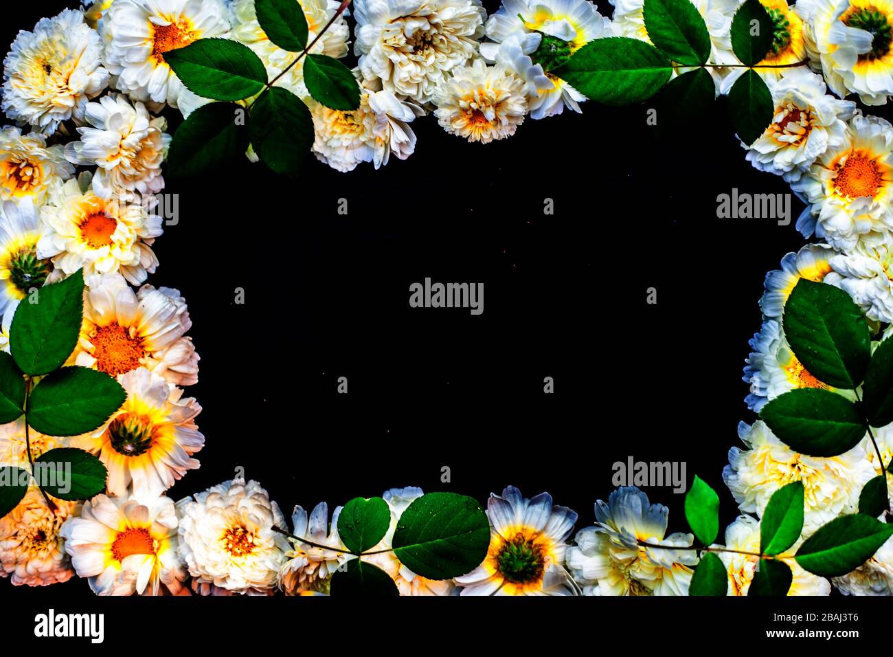 Shot of a bunch of common daisies or English daisy or daisy on black surface leaving a black rectangle shape in the centre for writing something.Horiz Stock Photo
