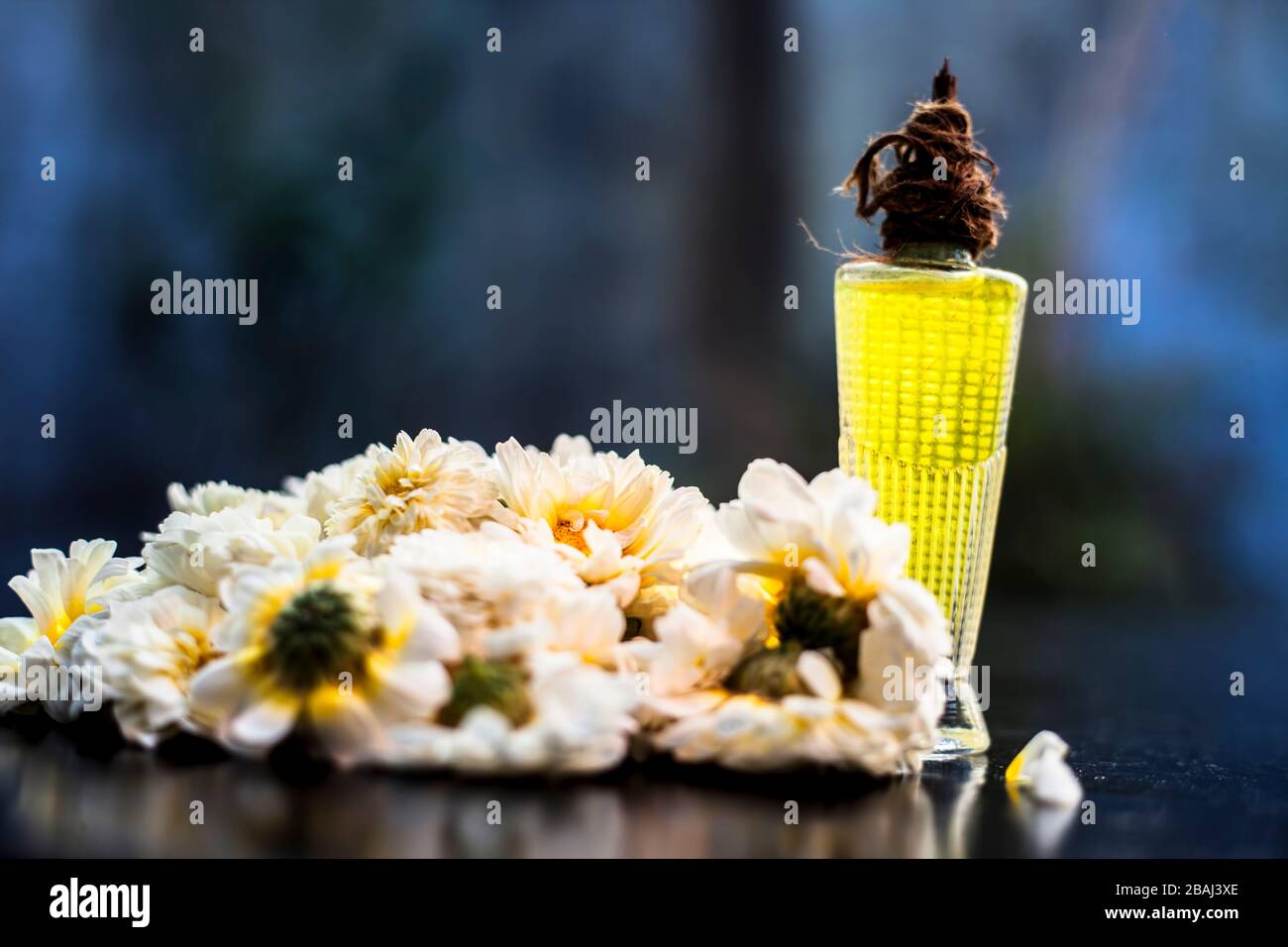 Scent or perfume of common daisy or English daisy in a glass bottle along with some daisy flowers on a black wooden board, with blurred background and Stock Photo