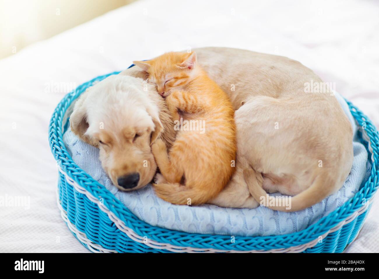 Cat and dog sleeping together. Kitten and puppy taking nap. Home pets. Animal care. Love and