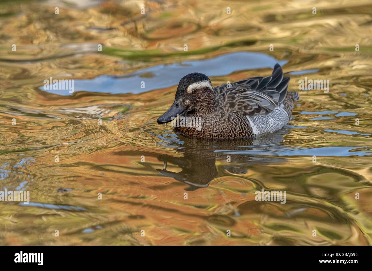 Male Garganey, Spatula querquedula, on lake; rare breeding bird in UK