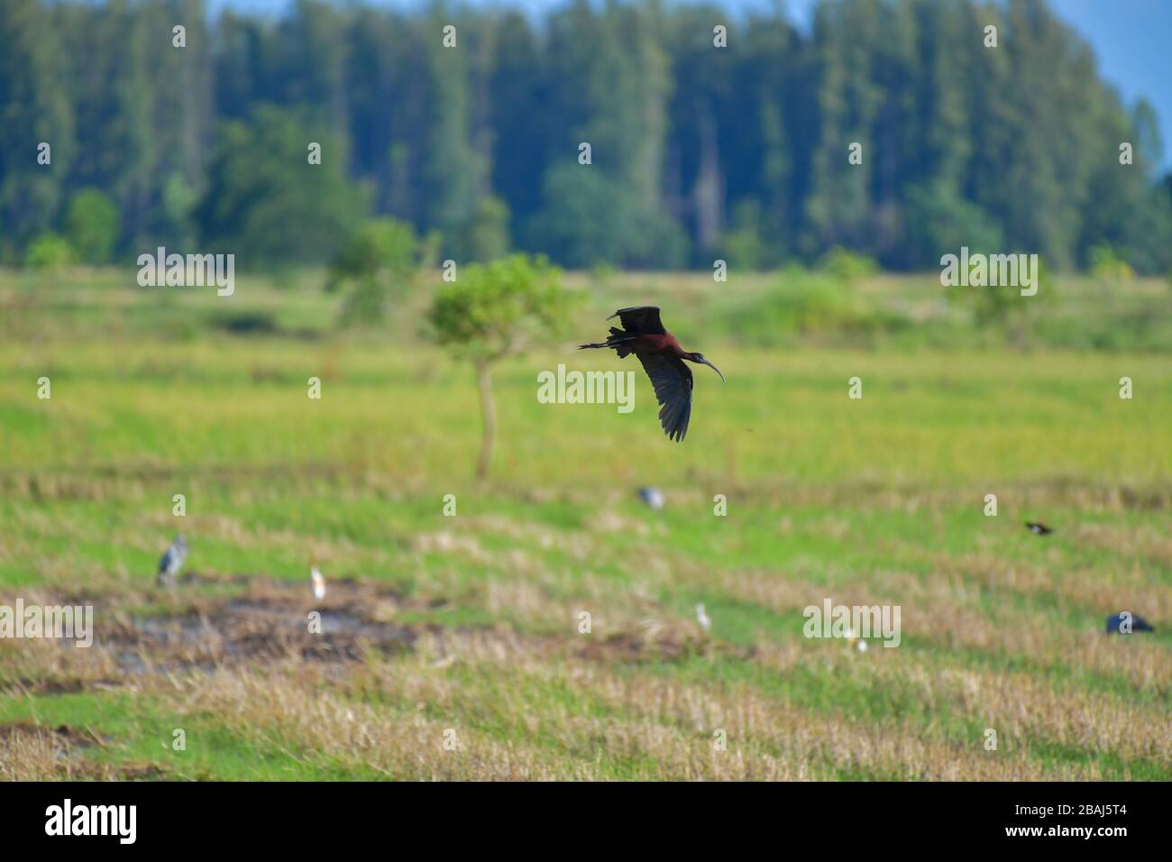Glossy Ibis bird (Plegadis falcinellus) flying in rural. Stock Photo