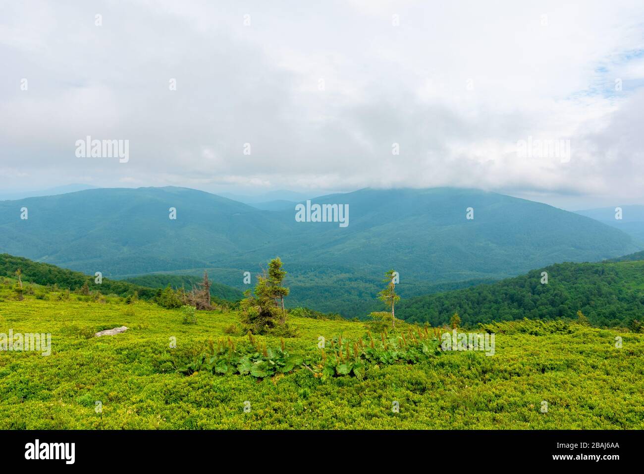 alpine meadows of mnt. runa, ukraine. beautiful nature scenery of carpathian mountains in summer. cloudy weather Stock Photo