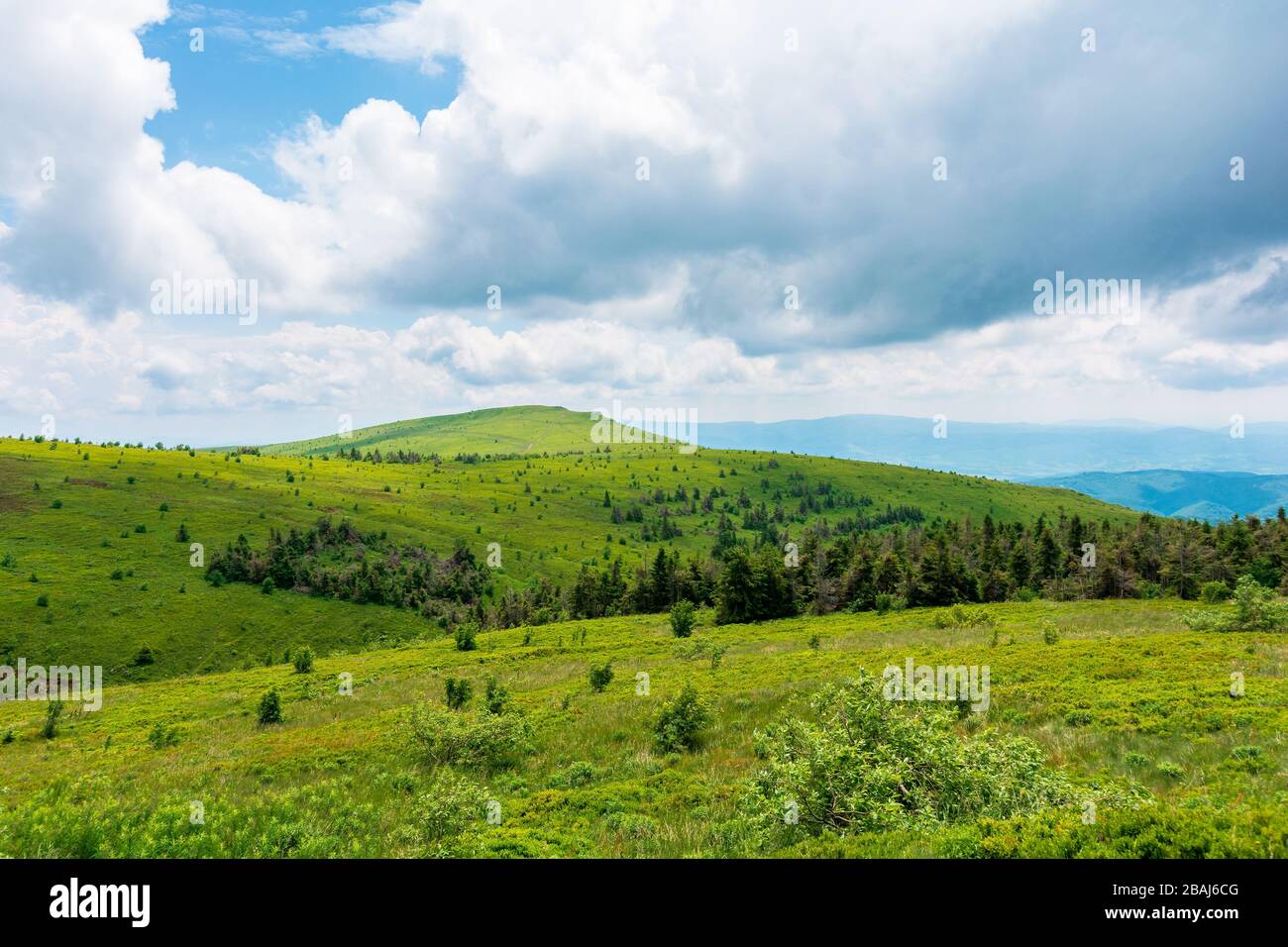alpine meadows of mnt. runa, ukraine. coniferous forest in the distance. beautiful nature scenery of carpathian mountains in summer. cloudy weather Stock Photo