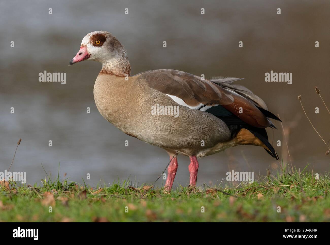 Egyptian Goose, Alopochen aegyptiaca, by lake in winter. Stock Photo