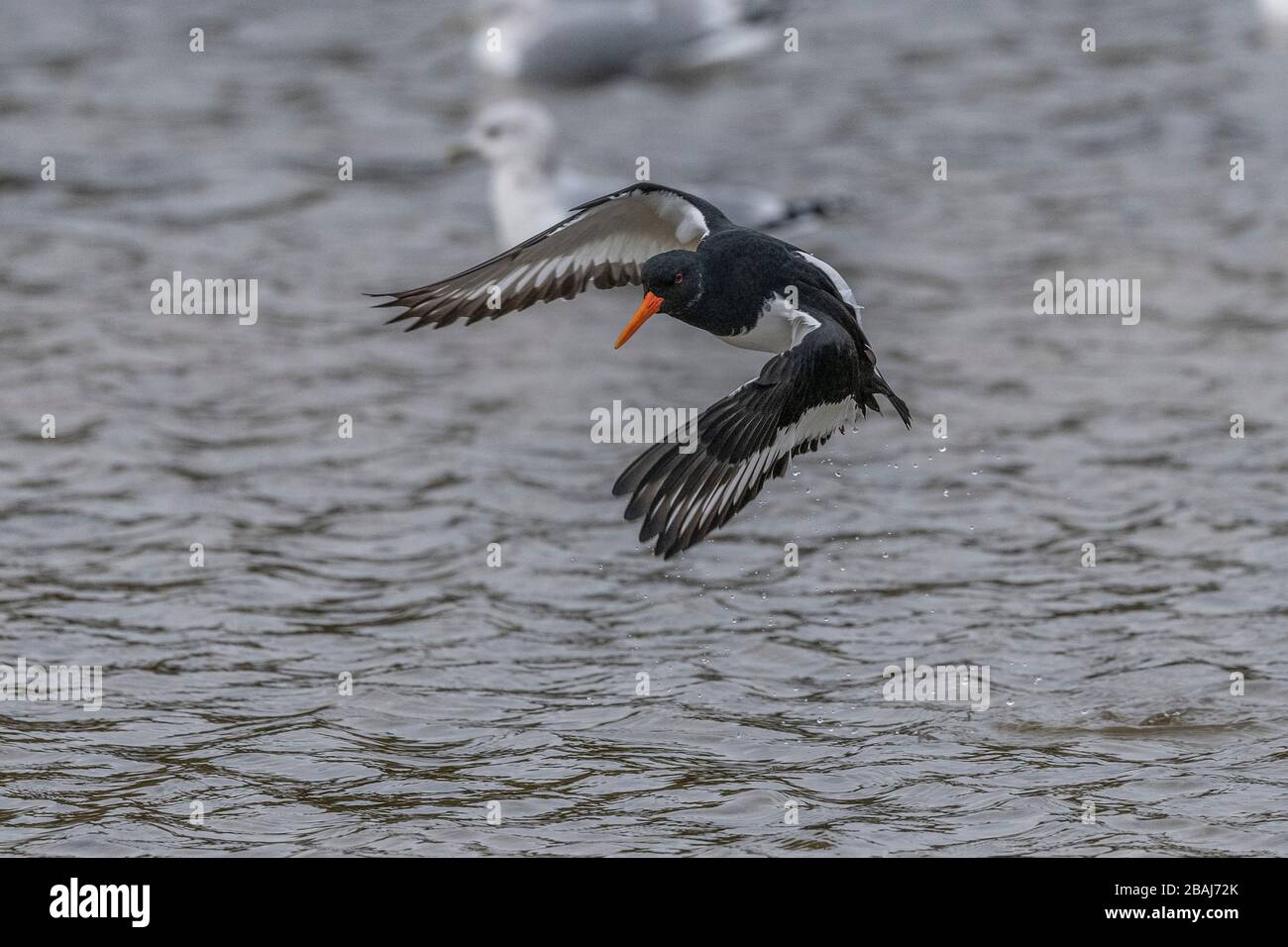 Oystercatcher, Haematopus ostralegus, in flight on the coast in winter. Stock Photo