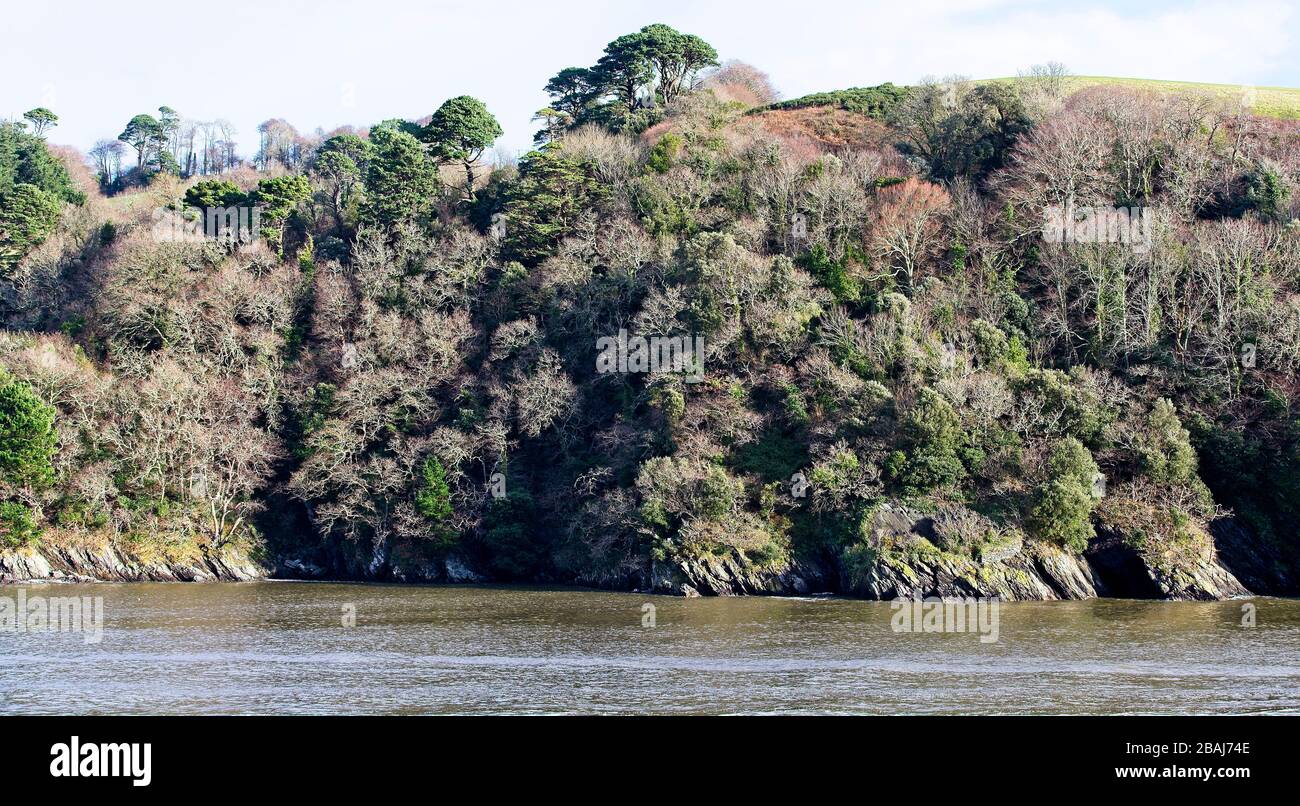 Winter trees on the cliffs above the River Dart, Devon, England, UK. Stock Photo
