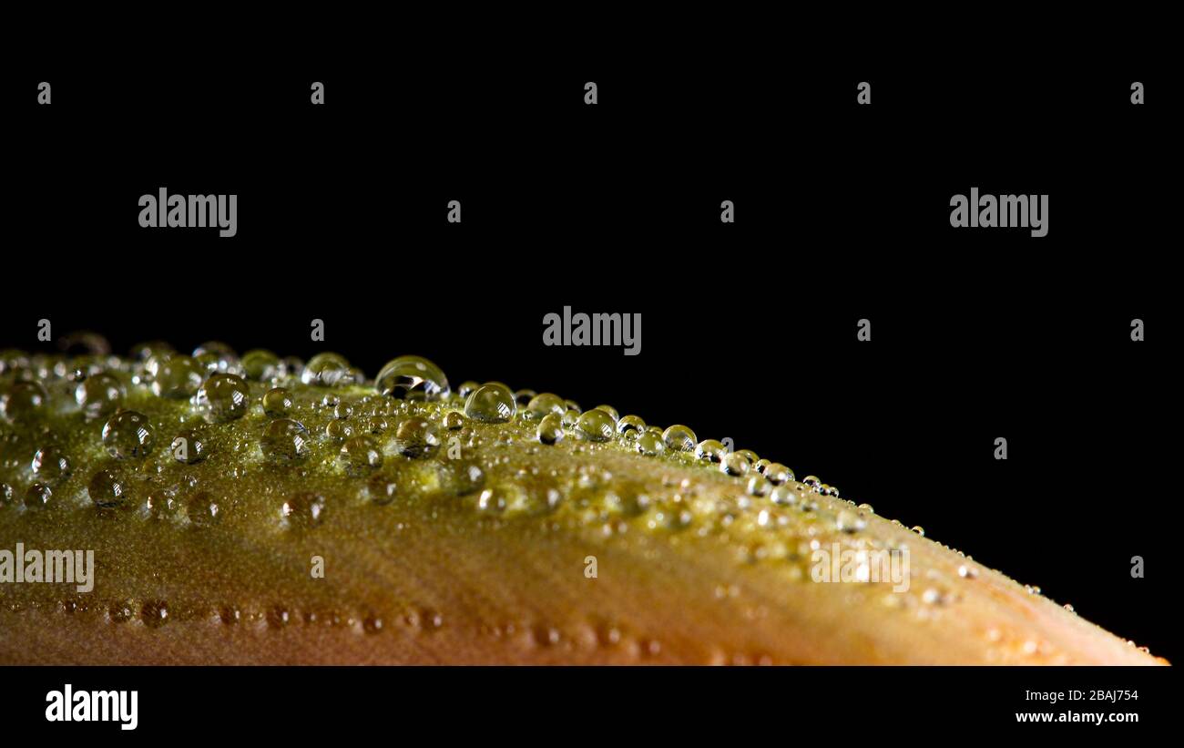 Tiny rain water drops on a green smooth leaf on a black background Stock Photo