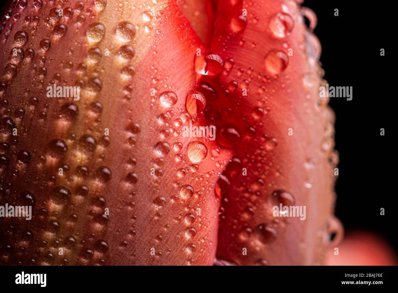 Rain water drops texture on a smooth red tulip flower petal in bloom close up still Stock Photo