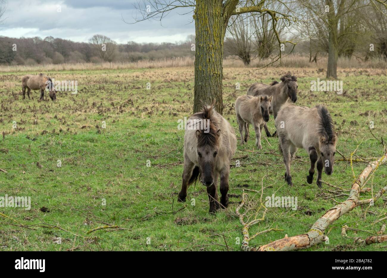 Konik horses grazing grassland at Redgrave & Lopham Fen, Suffolk Stock Photo