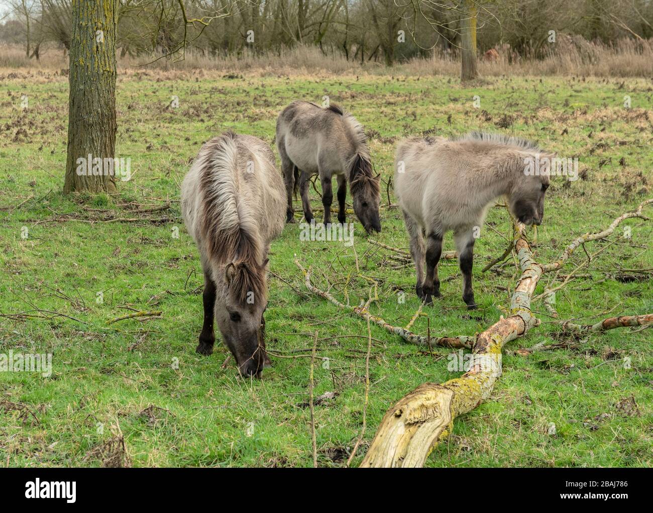 Konik horses grazing grassland at Redgrave & Lopham Fen, Suffolk Stock Photo