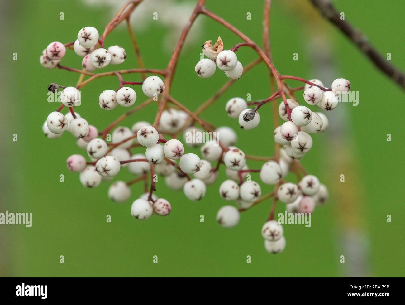 The white berries of Sorbus hupehensis, Hupeh rowan, Hubei rowan, in winter. Stock Photo