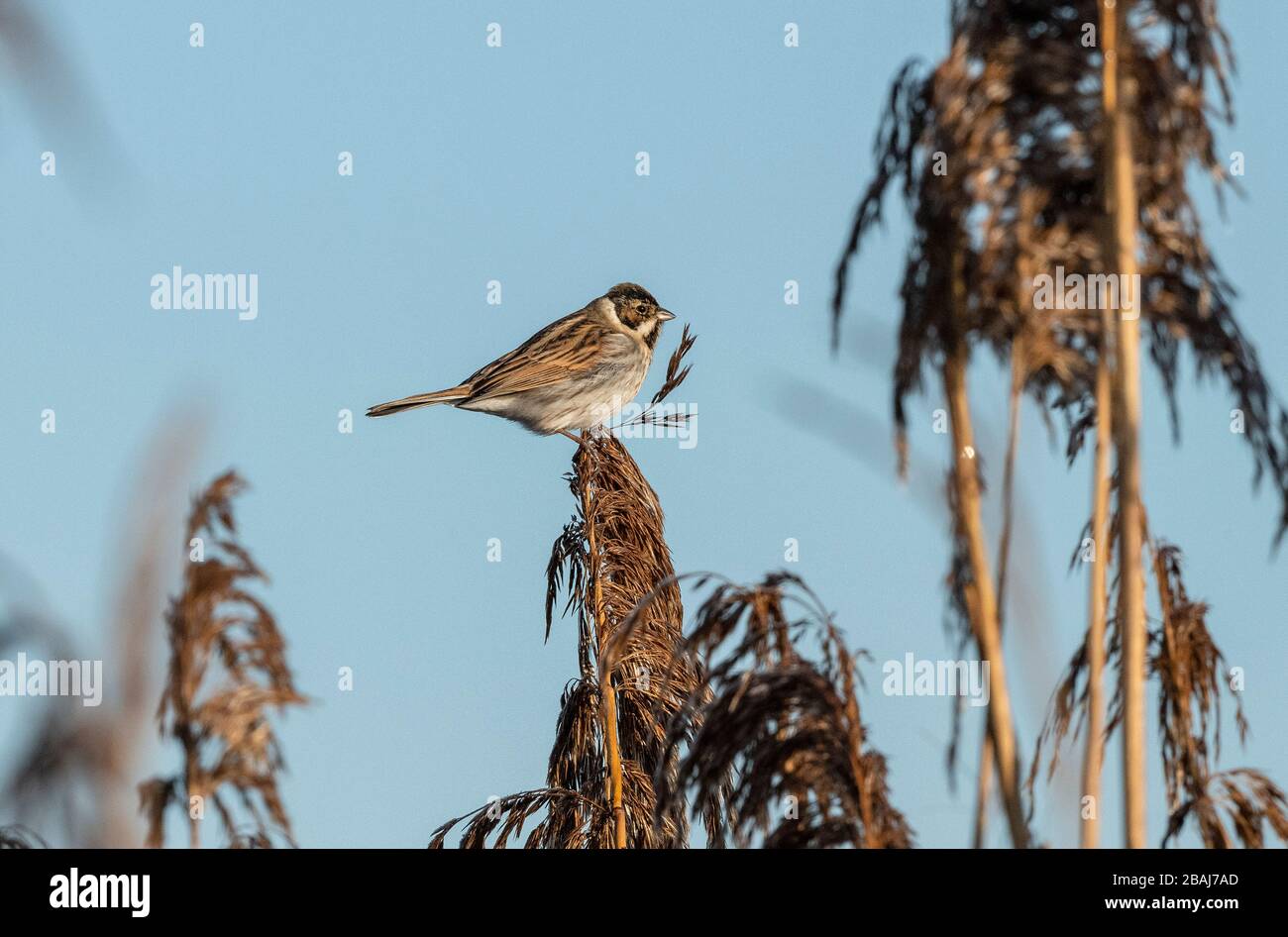 Common reed bunting hi-res stock photography and images - Alamy